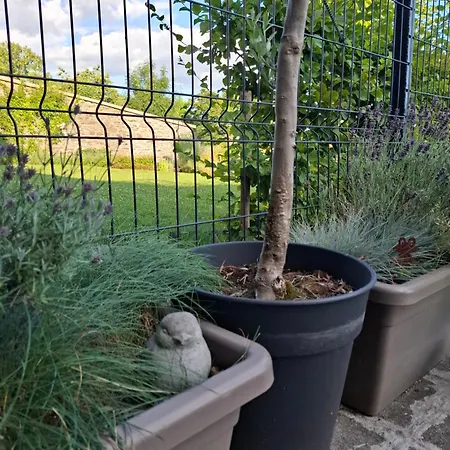 펜션 La 팔리세울